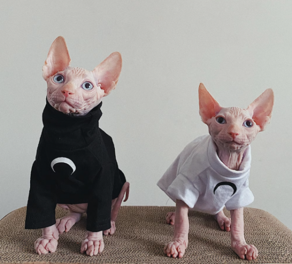 Baju kucing dengan motif bulan dan bintang